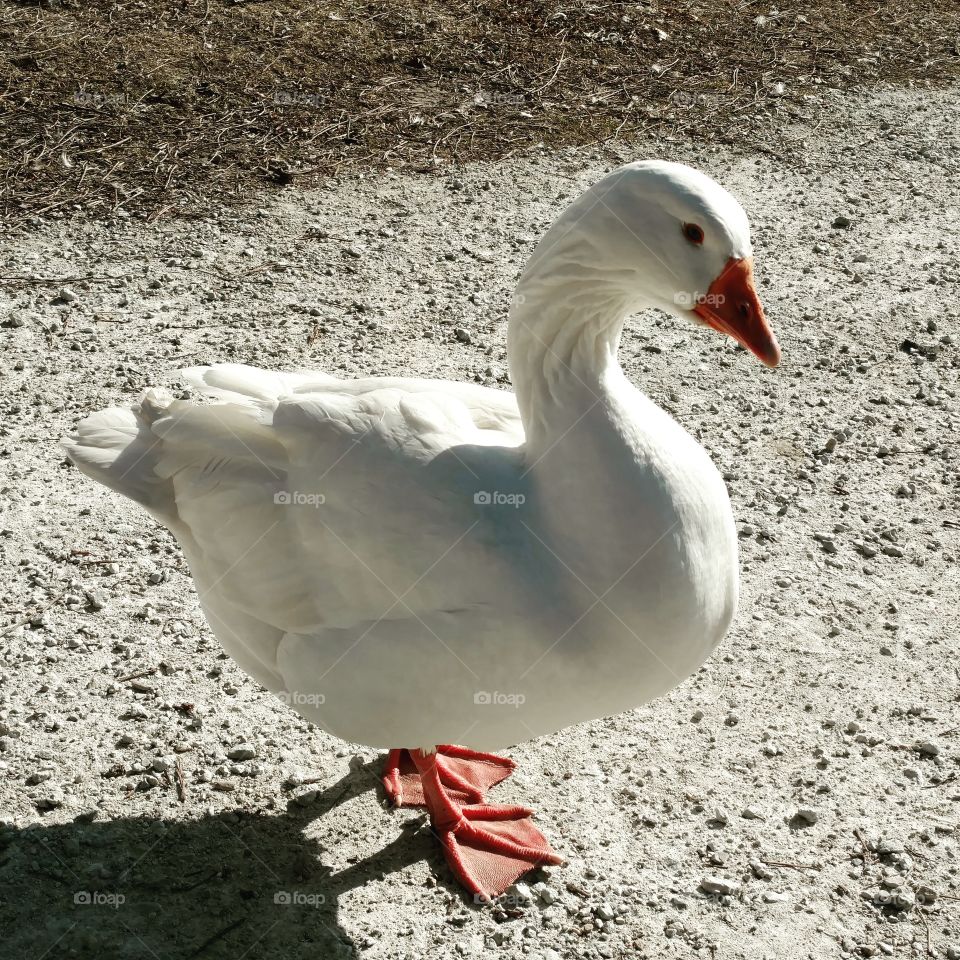 Goose