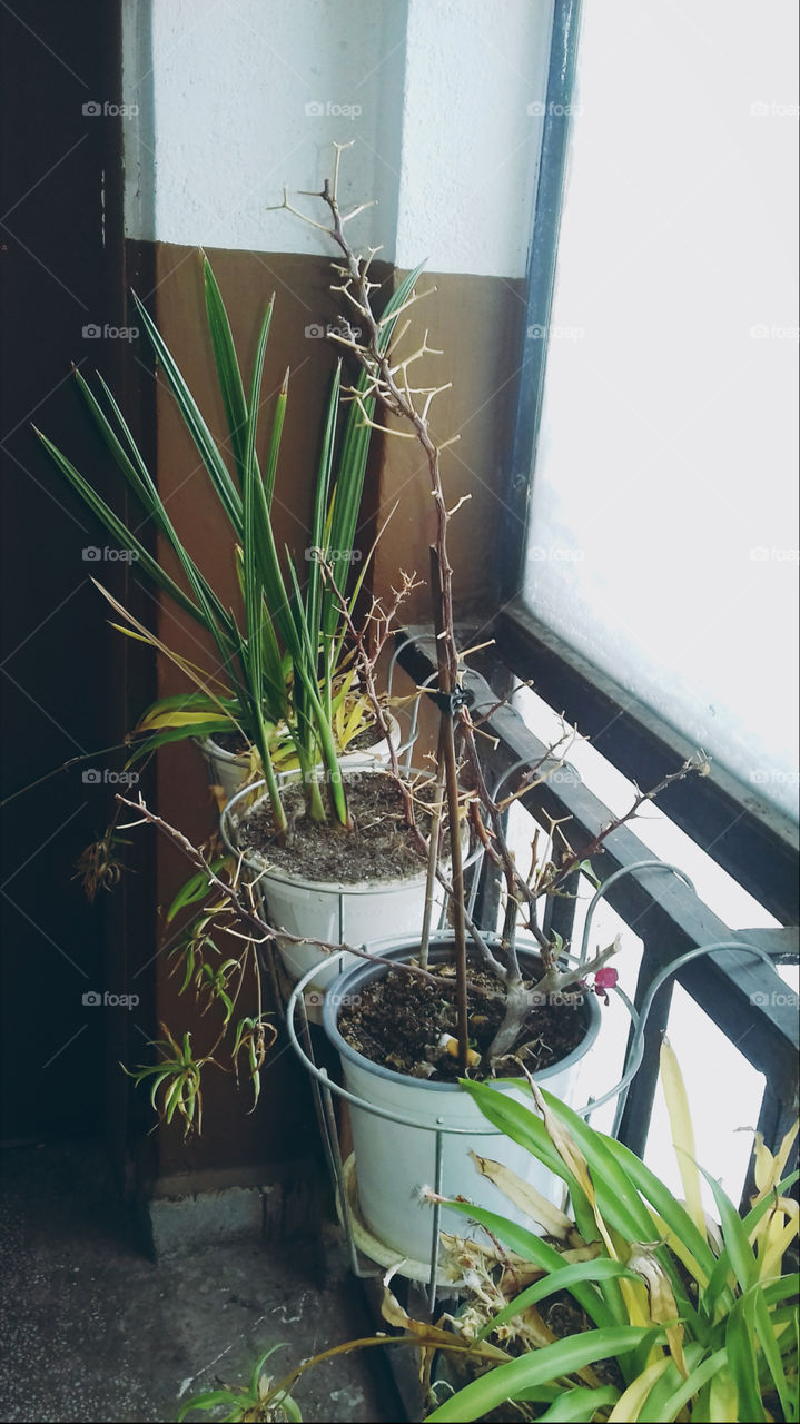 Plants by the Window