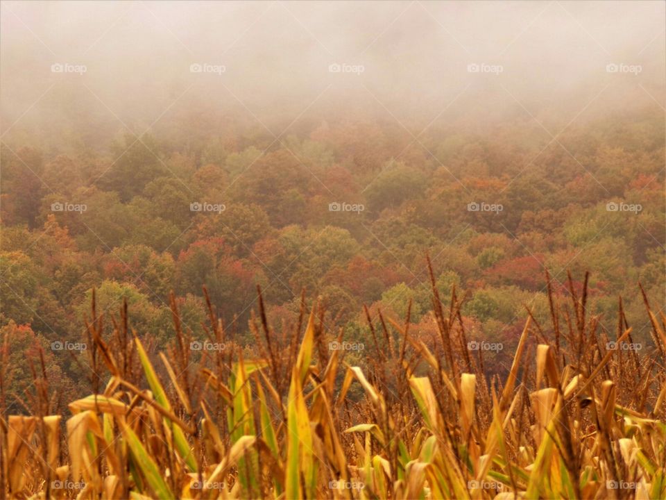 The fog is lifting over the ripe cornfield.