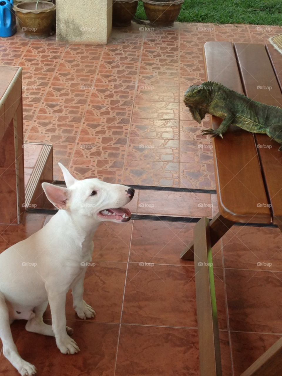 thailand puppy phuket iguana by Terry