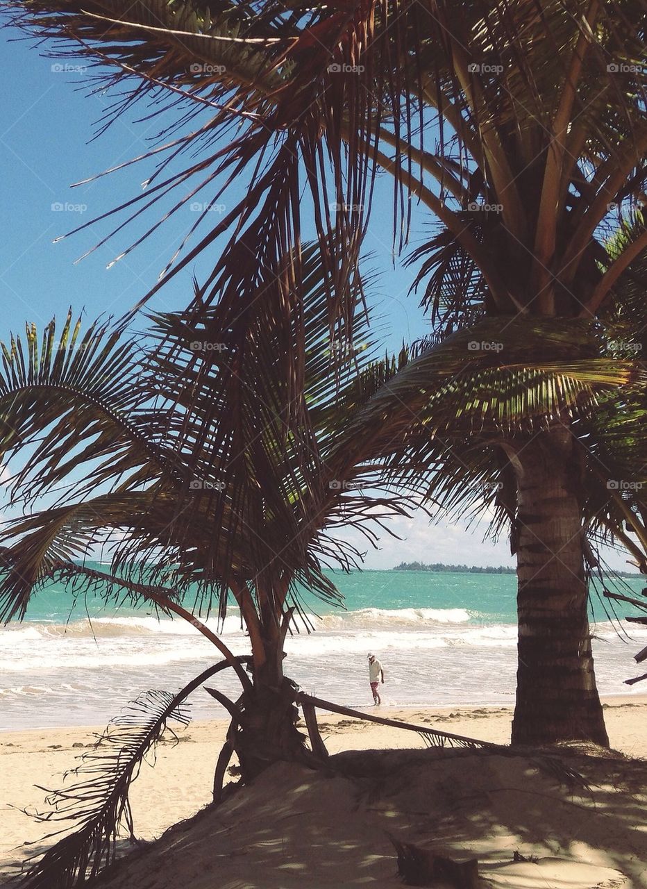 Framed by palm trees