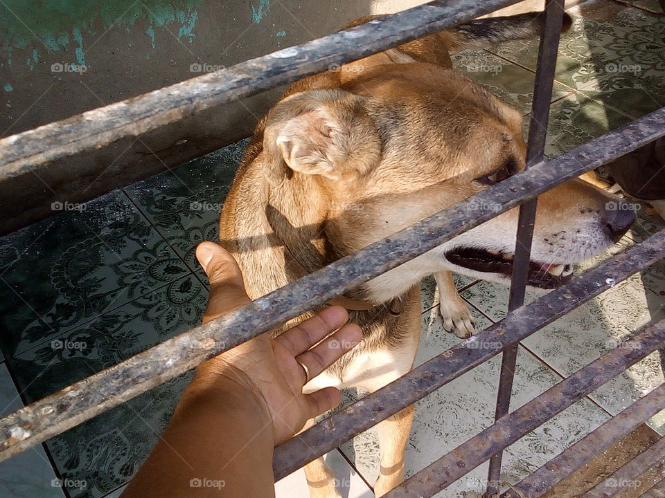 Mammal, No Person, One, Cage, Zoo
