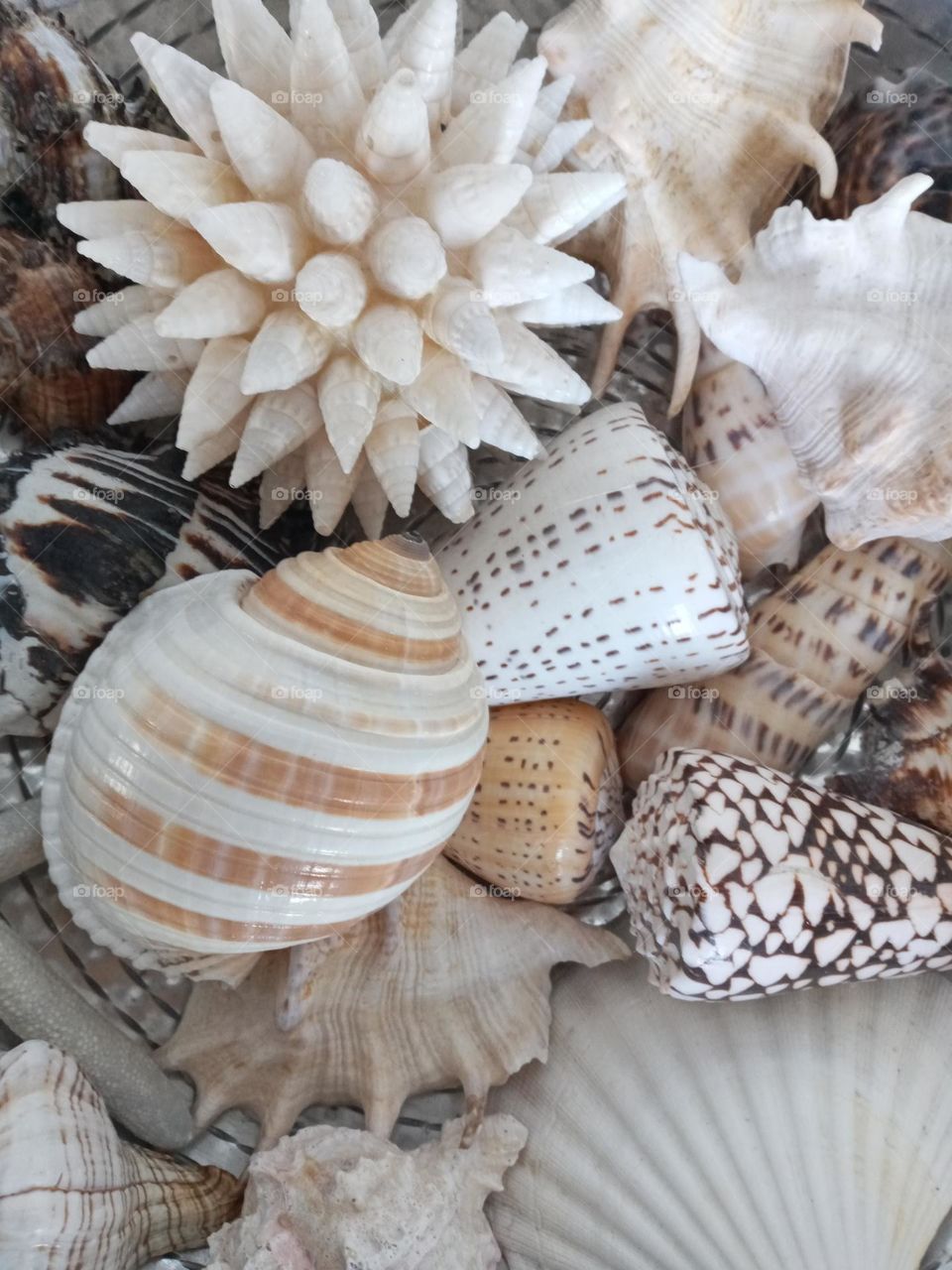 Shells