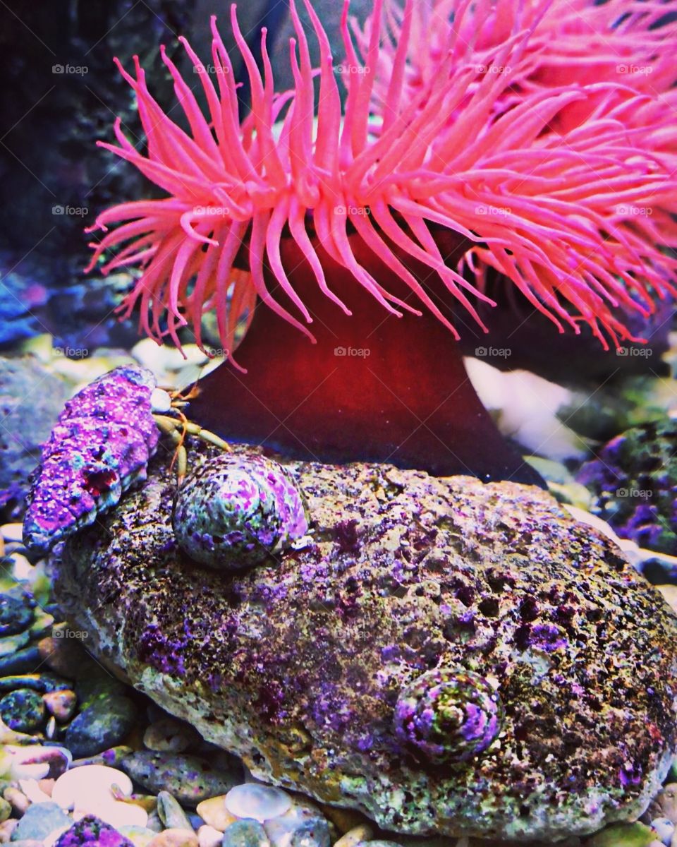 Sea Anemone with hermit crab