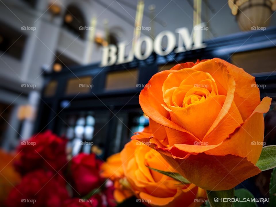 Bloom at Union Station Denver