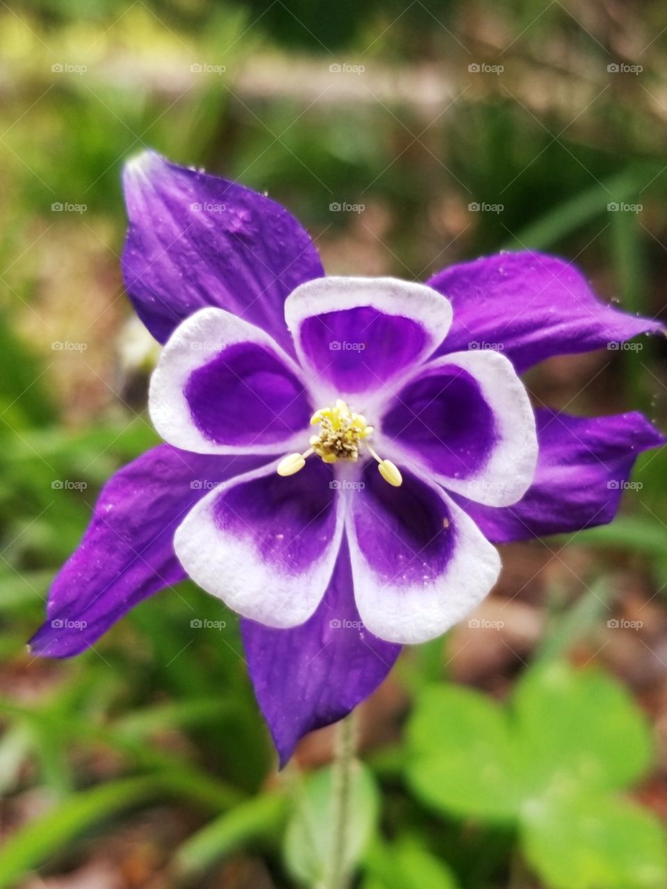 Beautiful, purple and white flowers