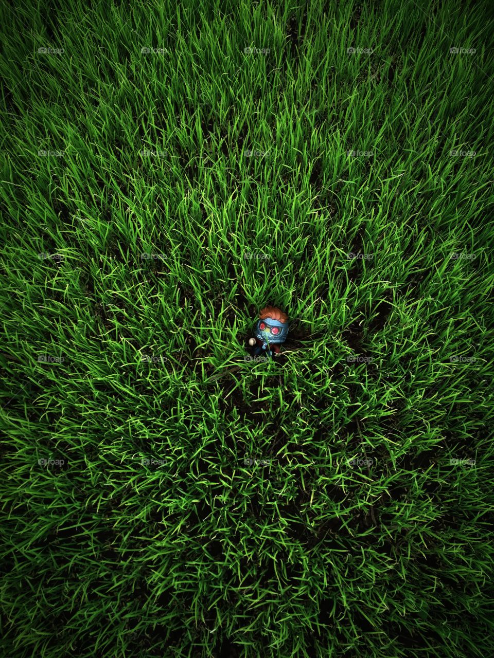 Grass, Desktop, No Person, Insect, Ladybug