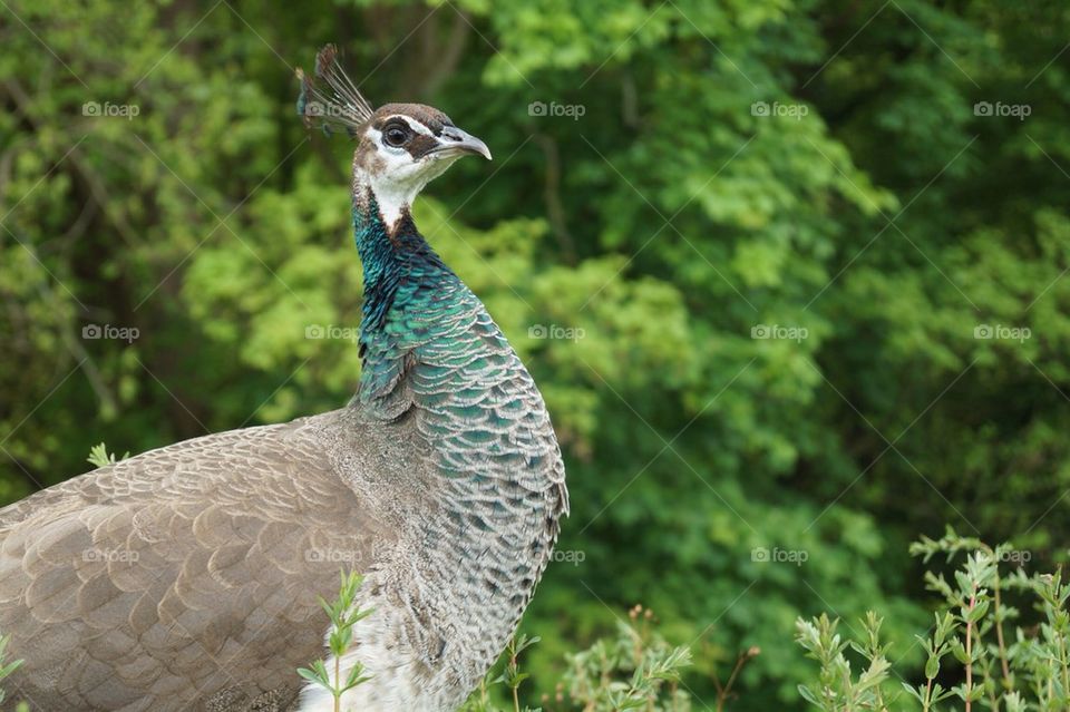 Colours of the Peacock