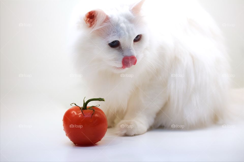 white cat with red tomato