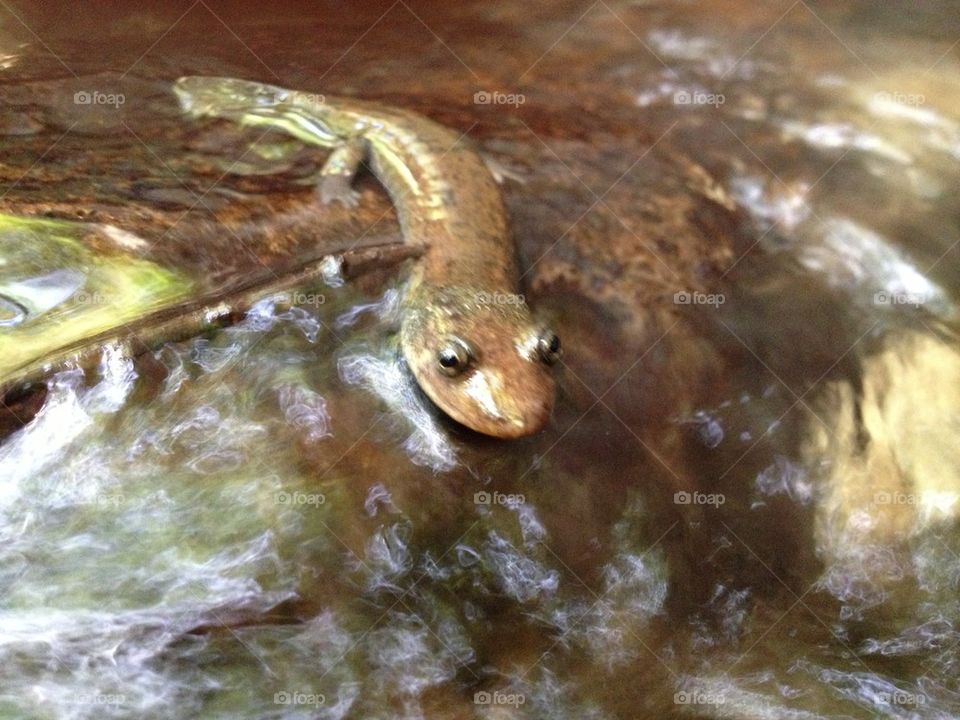 Salamander Friend