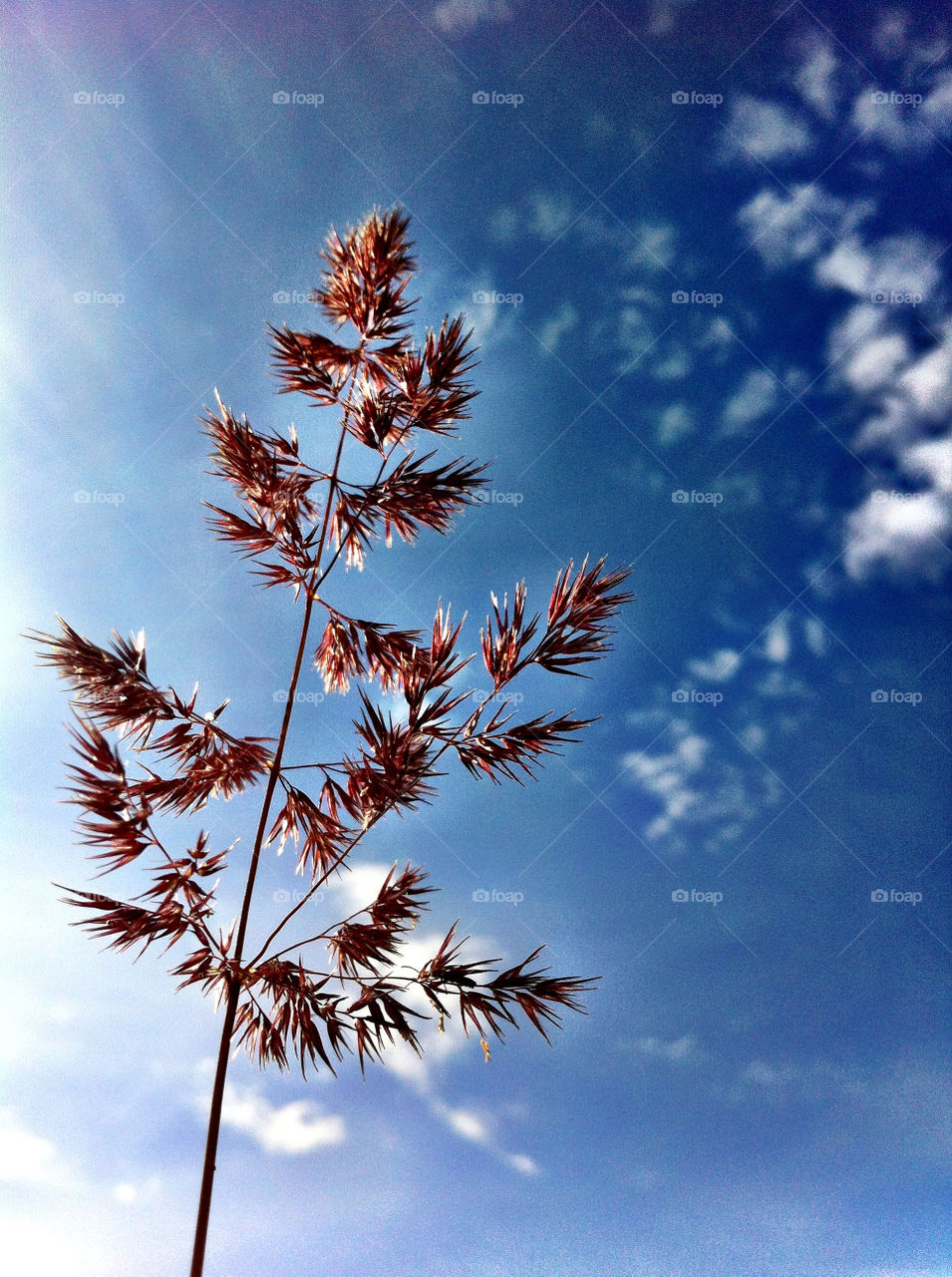 Stalk of plant against cloudy sky