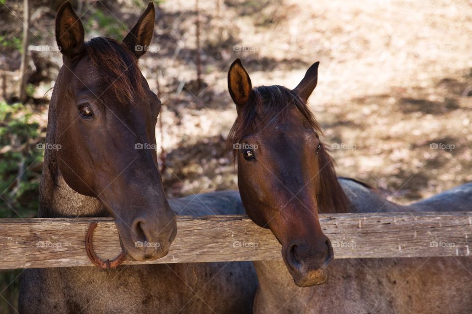 Bay roan beauties 