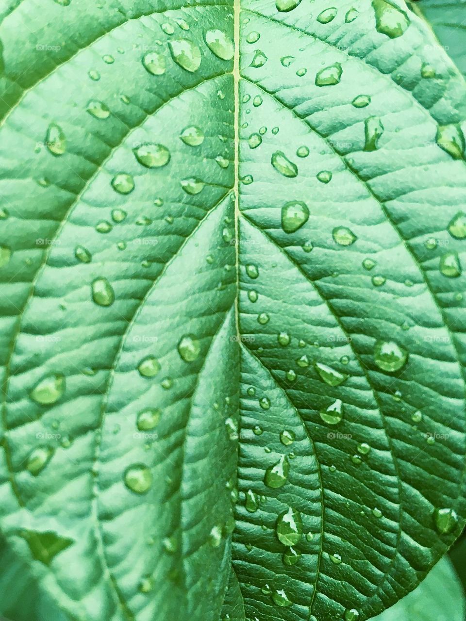 Closeup of the texture of a beautiful green leaf with raindrops 