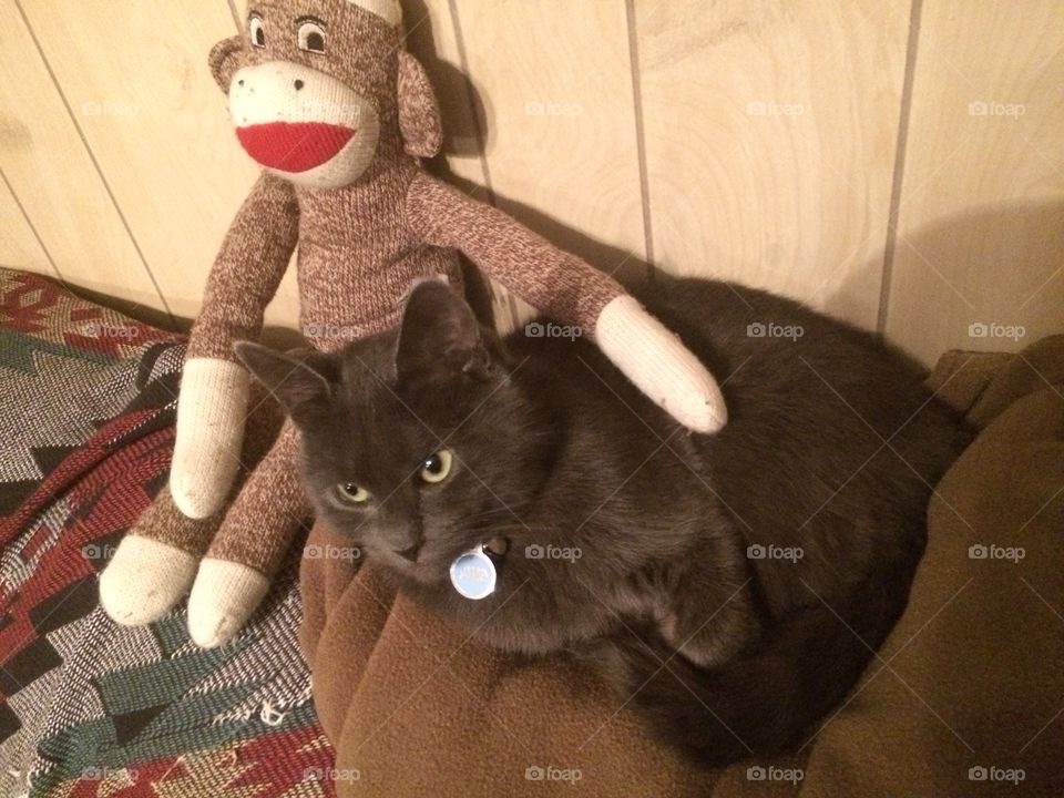 Cat nap with the sock monkey 