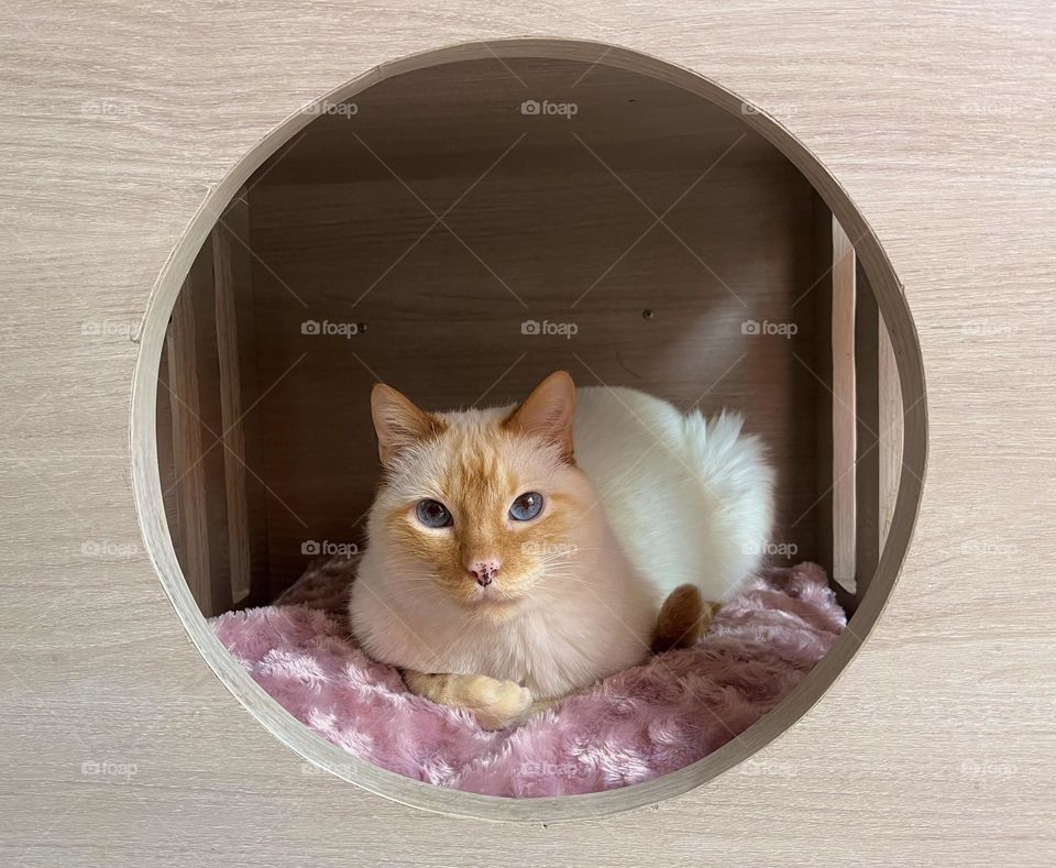 Siames cat in its pink and comfortable bed 