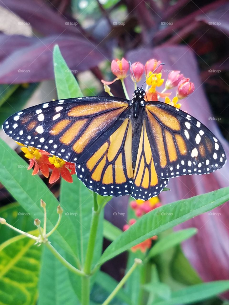 monarch Butterfly