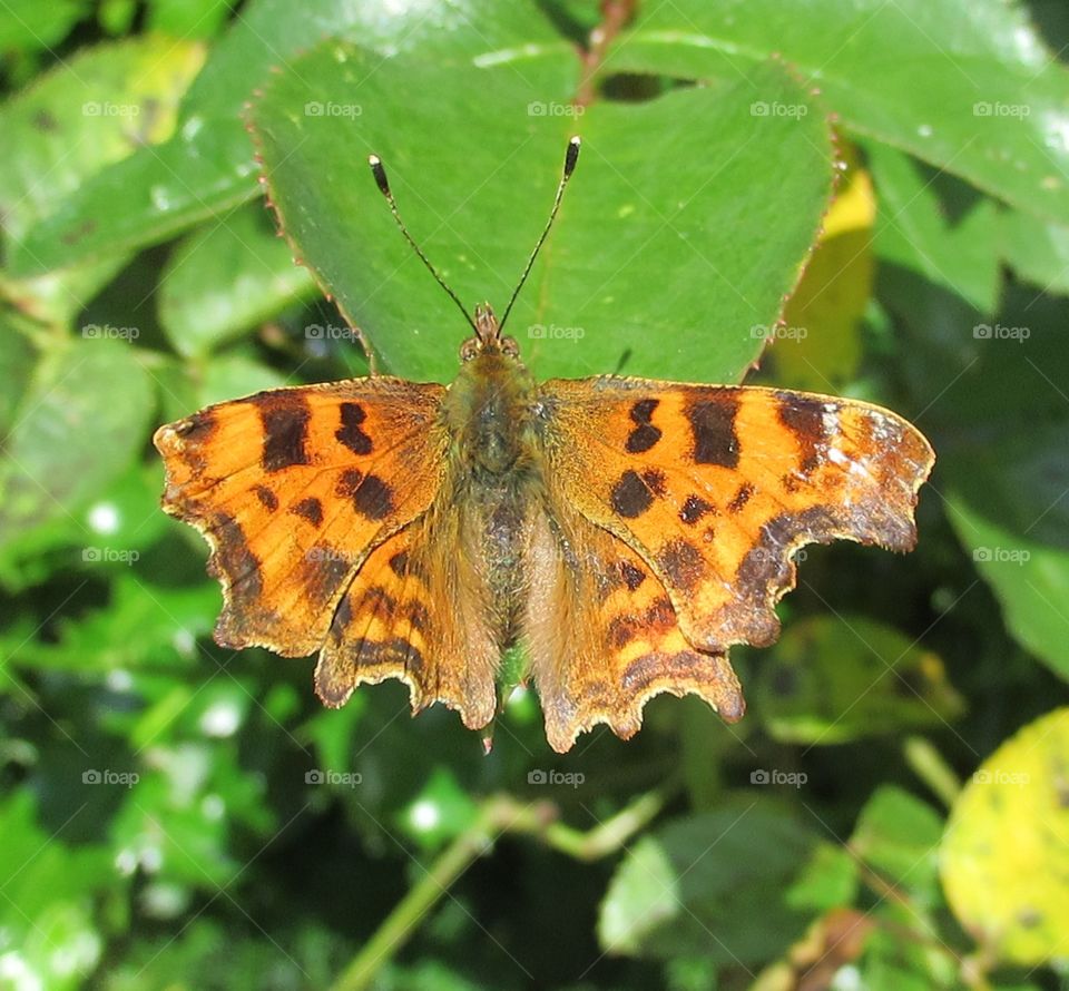 comma butterfly also known as angelwings