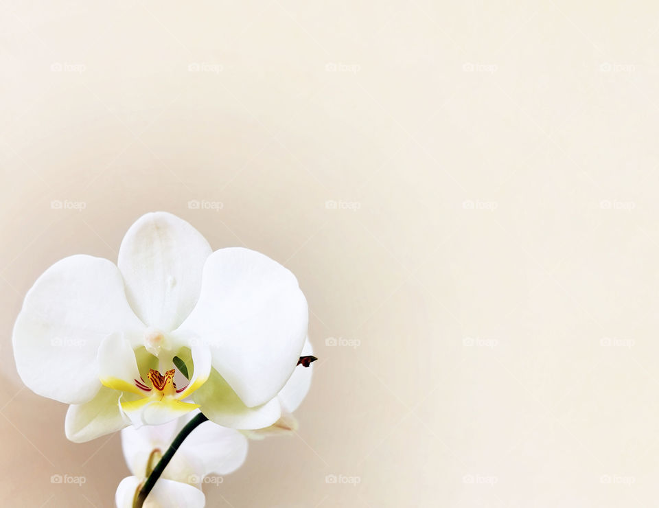 White orchid close-up. Macro shot. Floral background. Philaenopsis