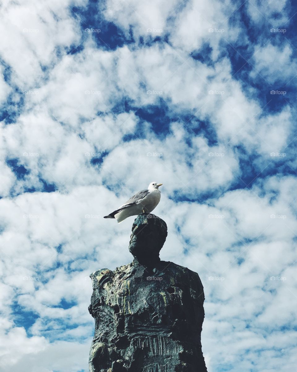 Bird, Sky, No Person, Nature, Outdoors