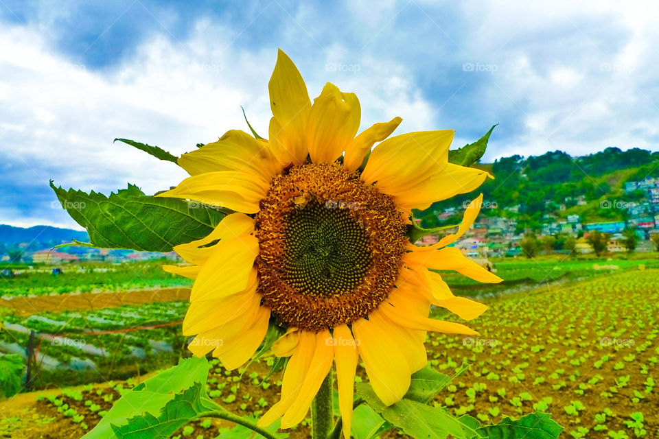 sun flower. macro shot of a sun flower in benguet philippines