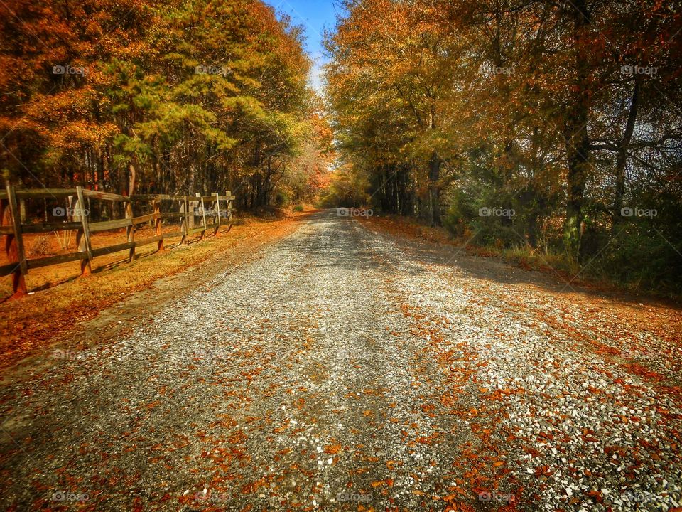 Autumn Paradise . A beautiful scene of a dirt path in the fall. Very warm feeling.