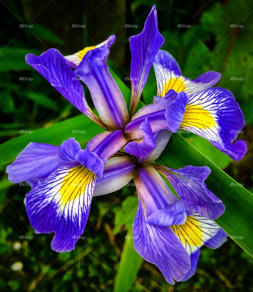 Purple and yellow iris—taken in Ludington, Michigan 