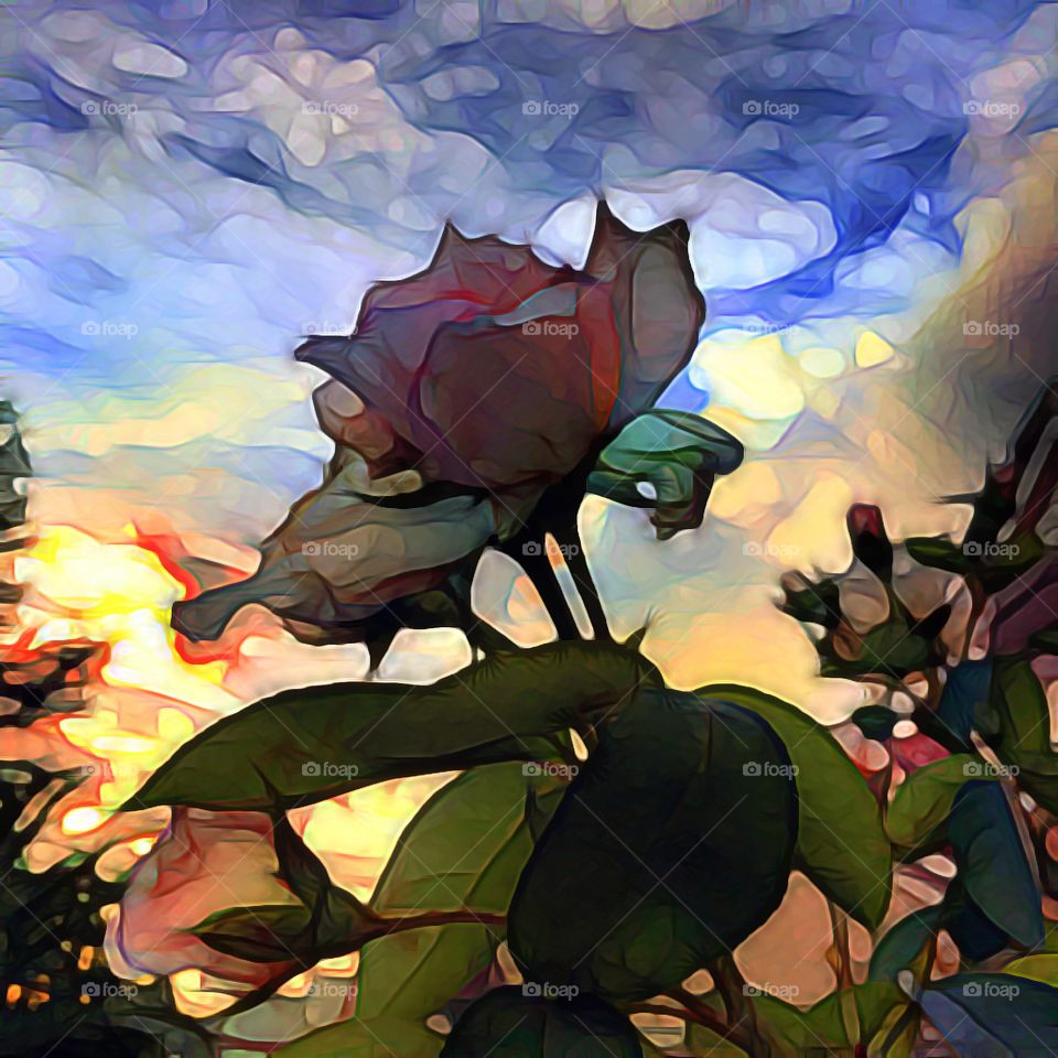 Rosebuds at Sunset