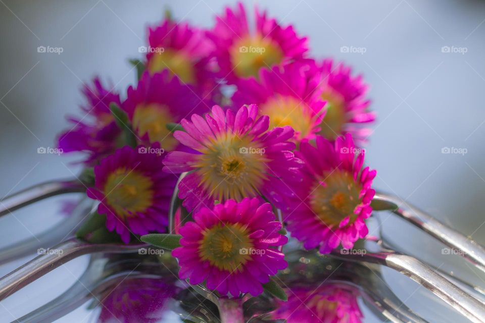 Beautiful hot pink yellow centered blooms delicately balanced in the bowls of spoons on top of a mirror. Dappled sunlight pouring through the maple tree on my deck provides delicate highlight and shadows and reflections. 