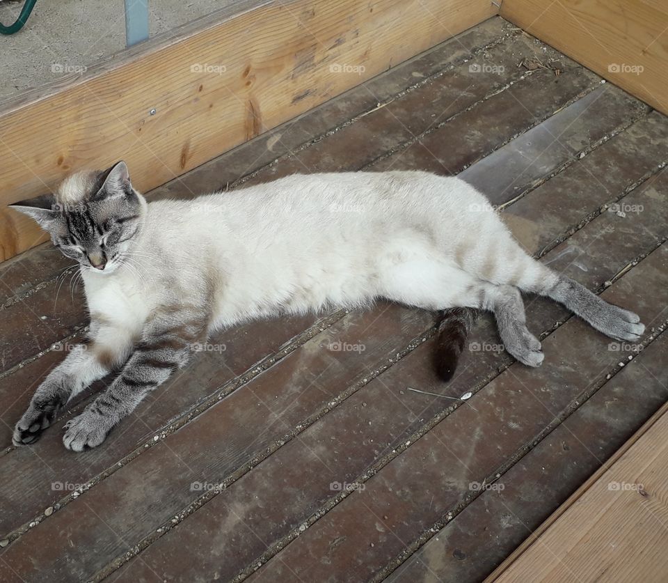 my cat sleeping on the  cart