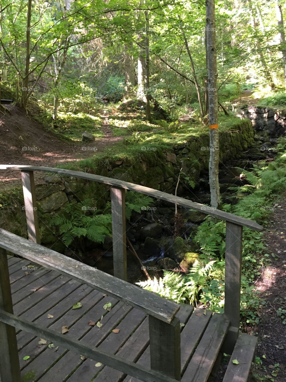 Getåravinen Nature Reserve, Kolmarden, Sweden