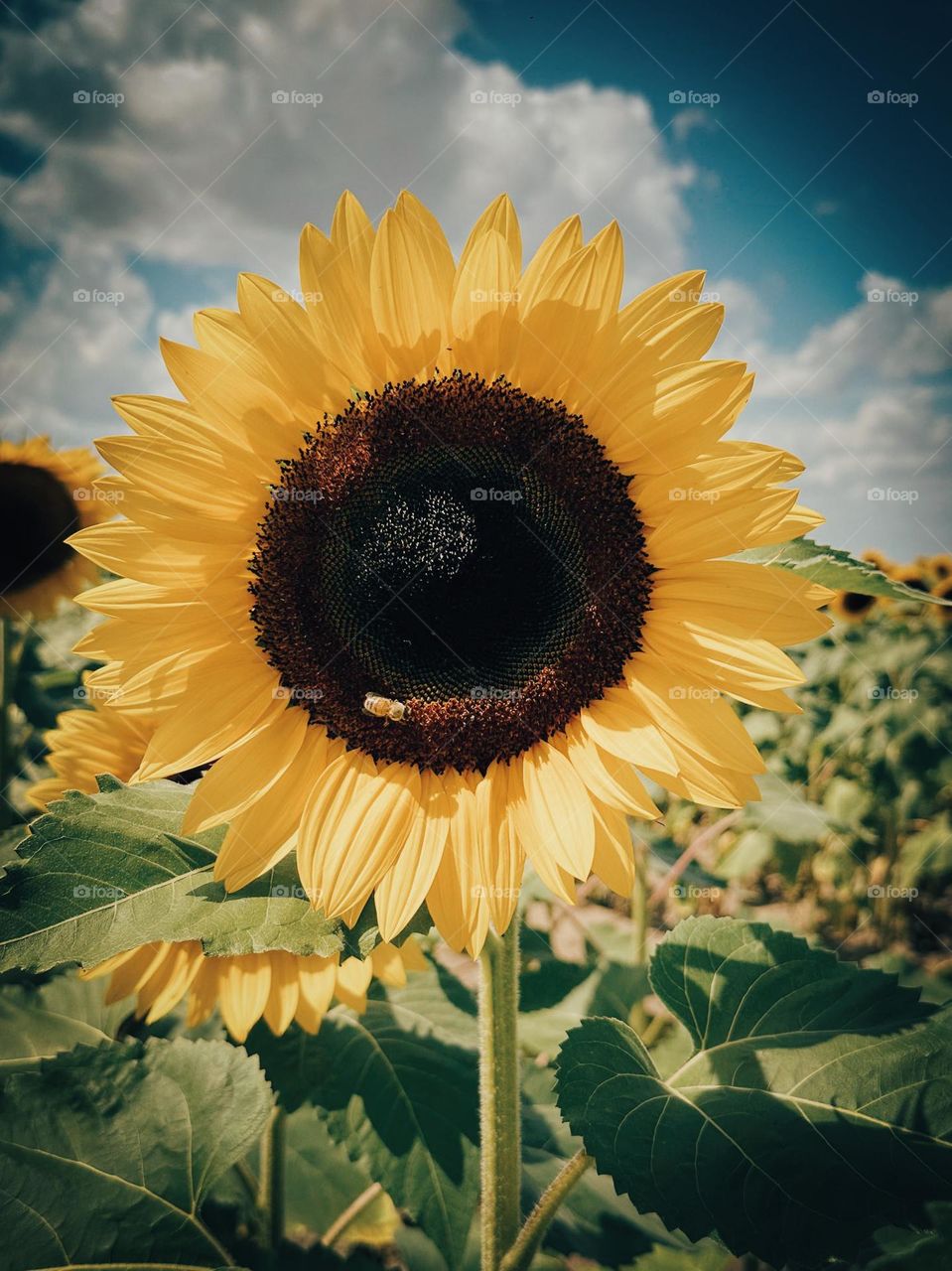 Sunflower