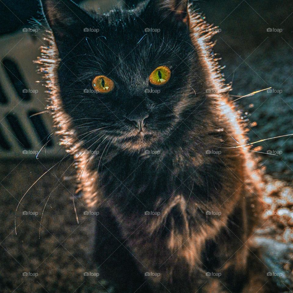 Octavia as a kitten figuring out what a camera is.