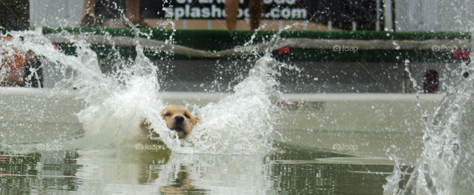 Splash Dog