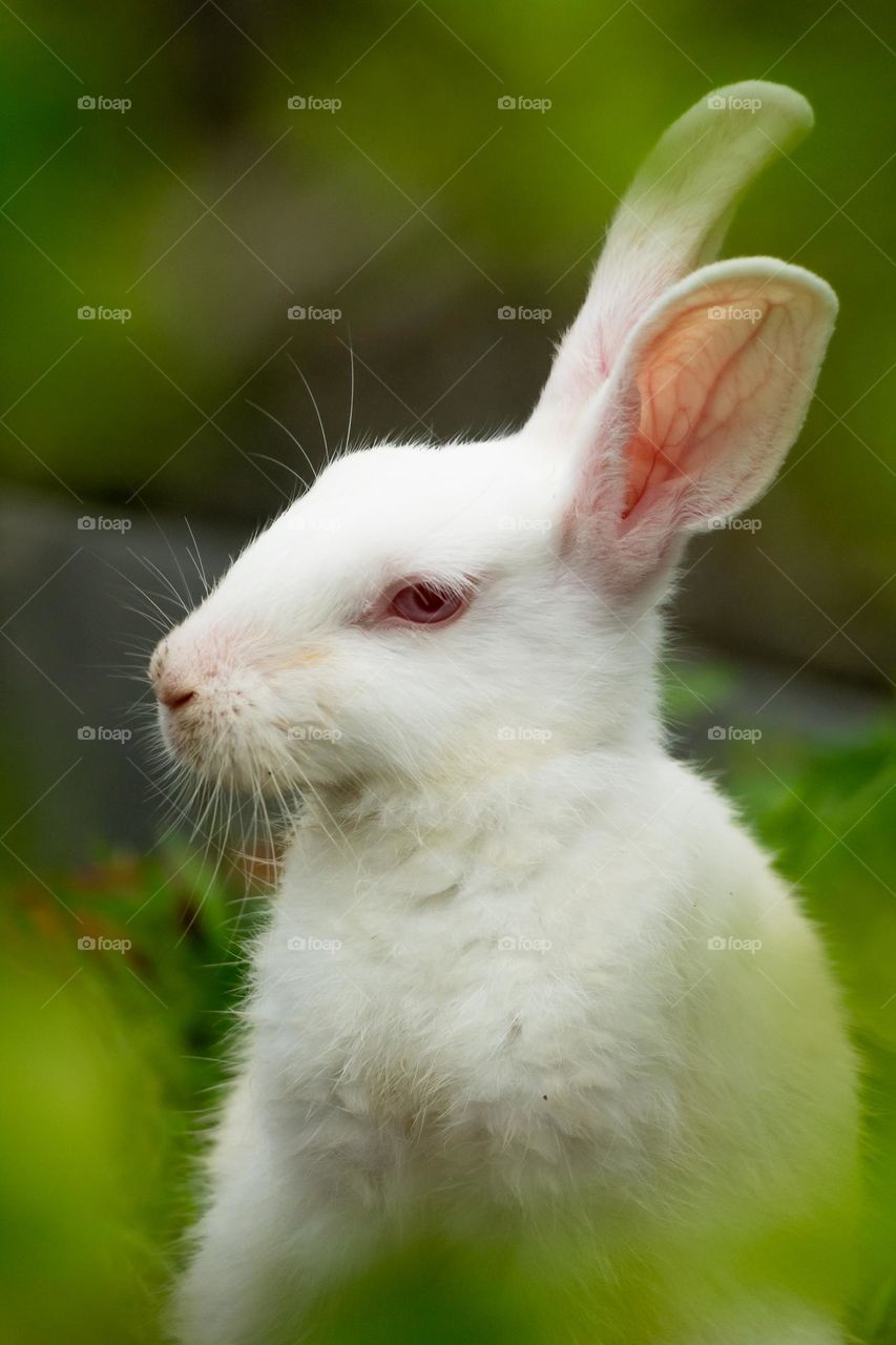 Cute Bunny