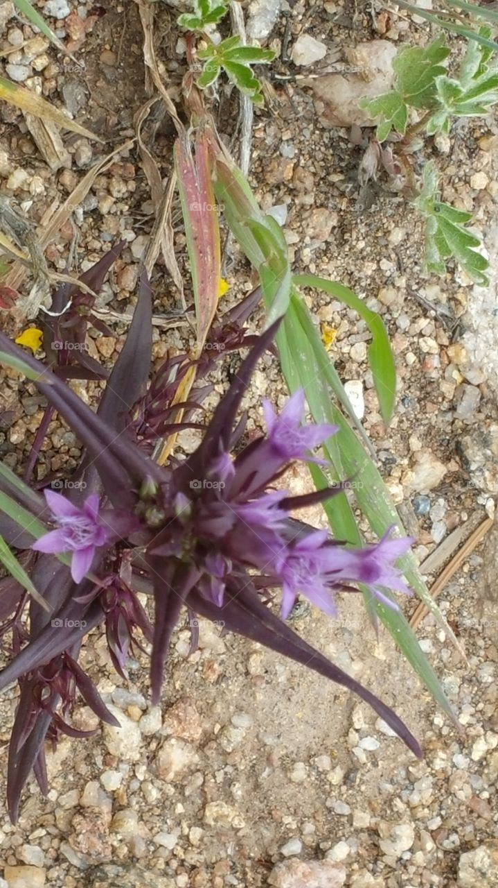 Just wow ... wild flowers rock!