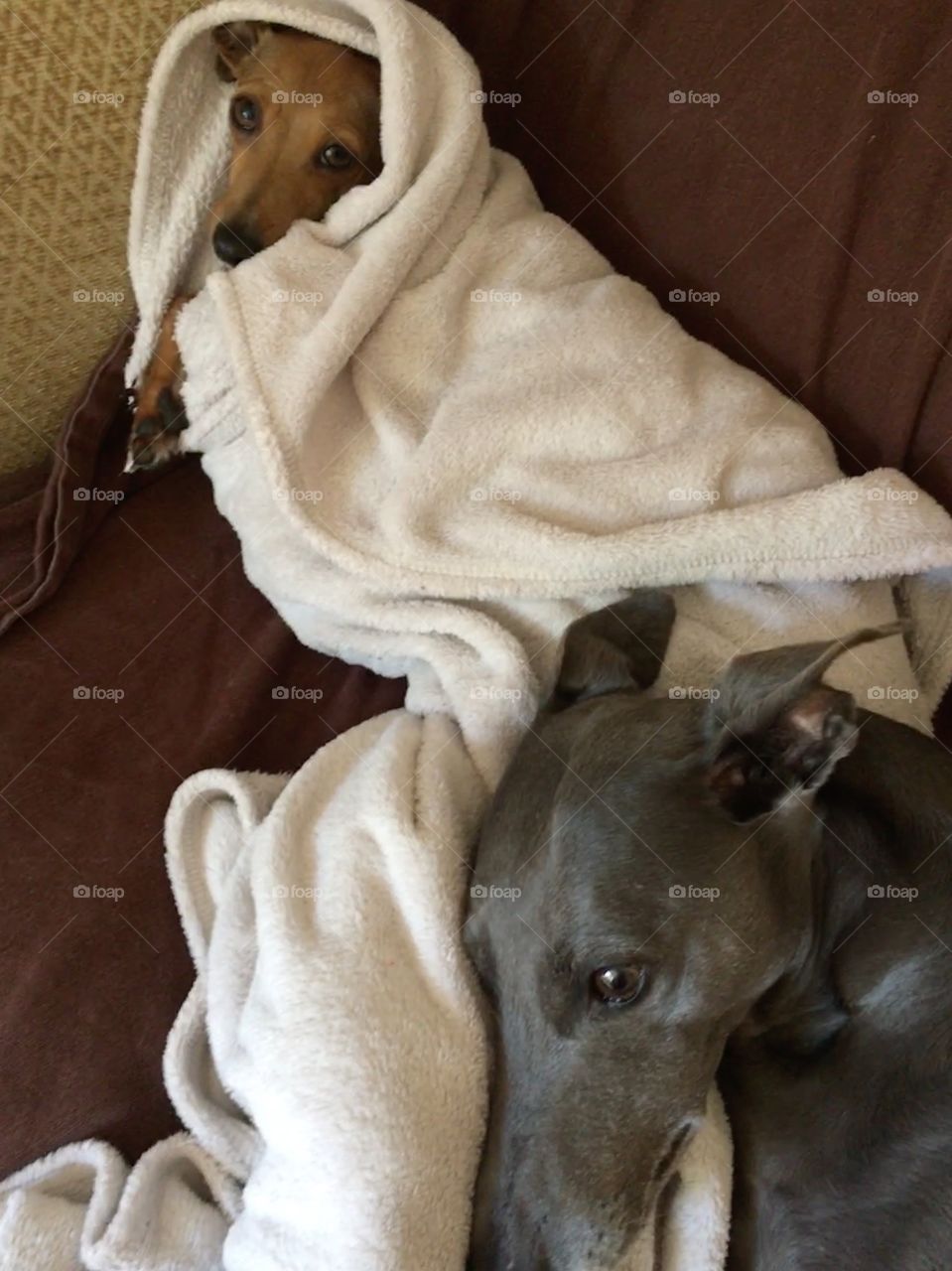 Amber the Italian greyhound puppy and Libby the whippet snuggled up together relaxing