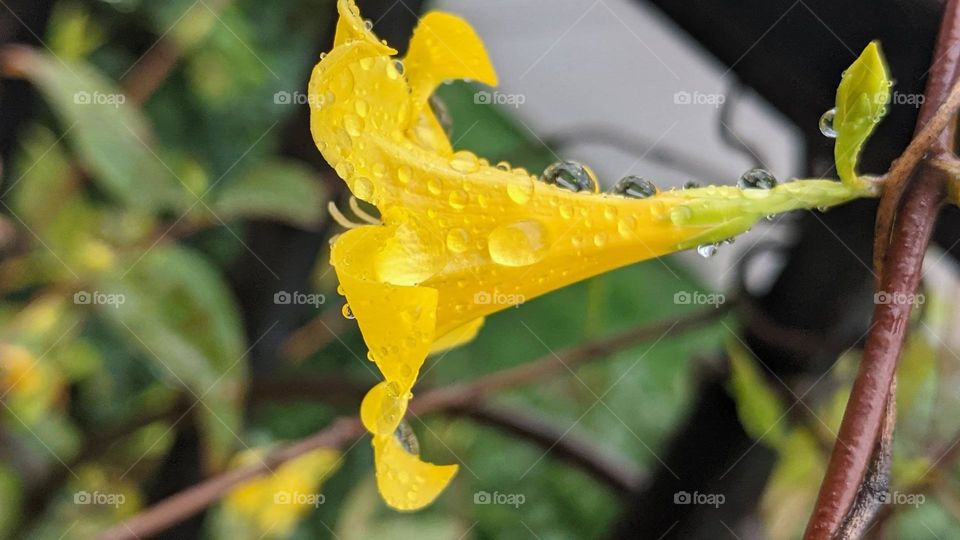 yellow blooming plant on rain