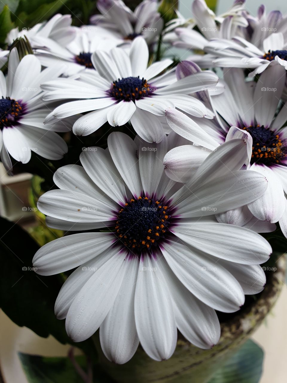 Marguerite