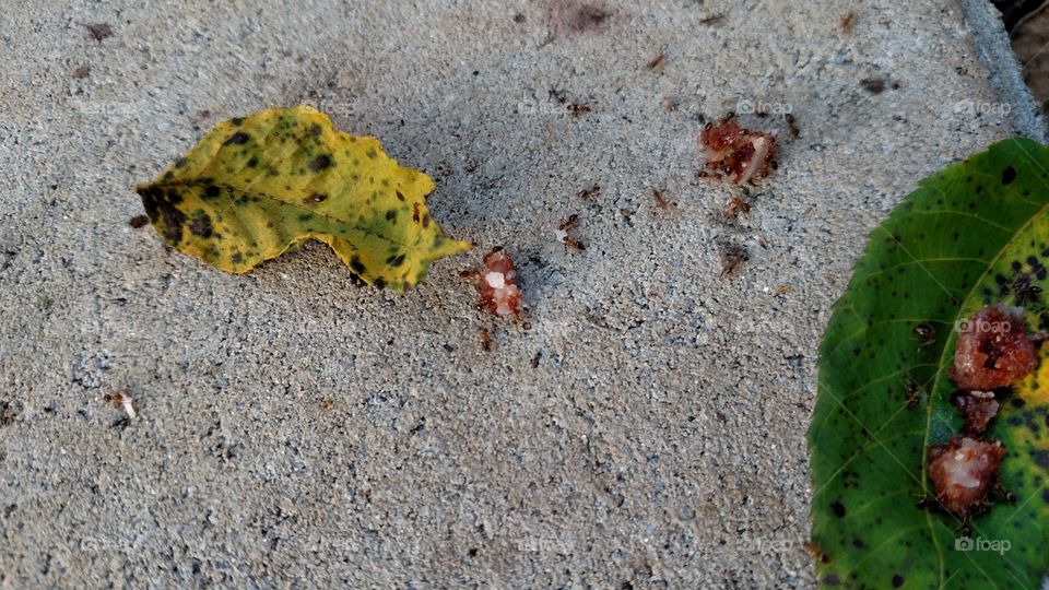 Ants are one of the hardest working insects they will work all day long to get their food