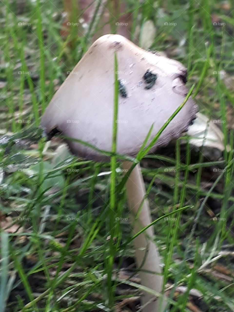 Wild Mushroom