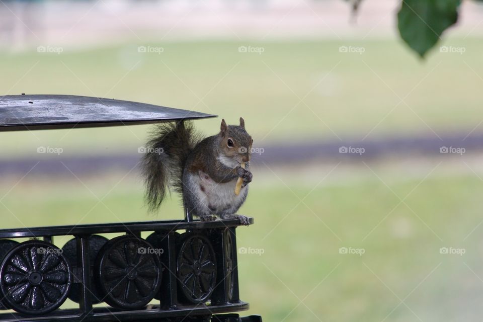 City squirrel 