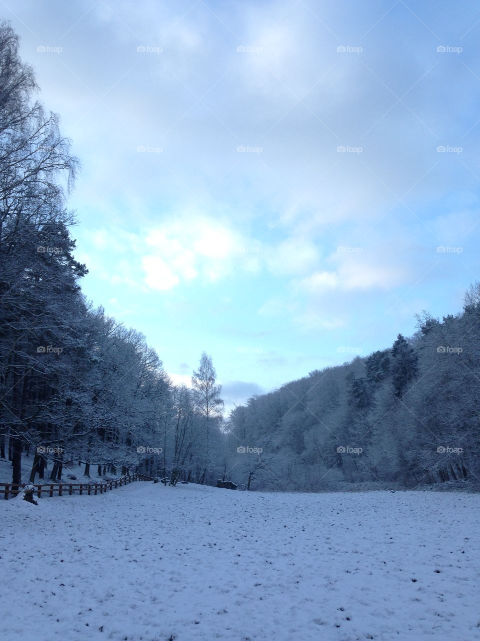 Snow, Winter, Cold, Frost, Wood