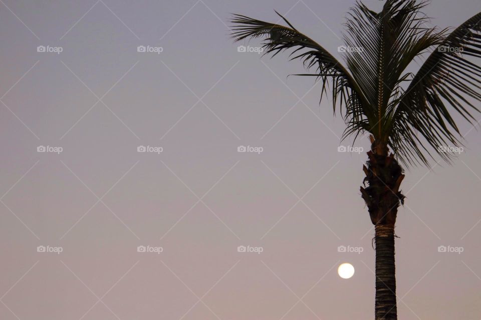 Sunrise with a clear colorful sky the full moon near a palm tree