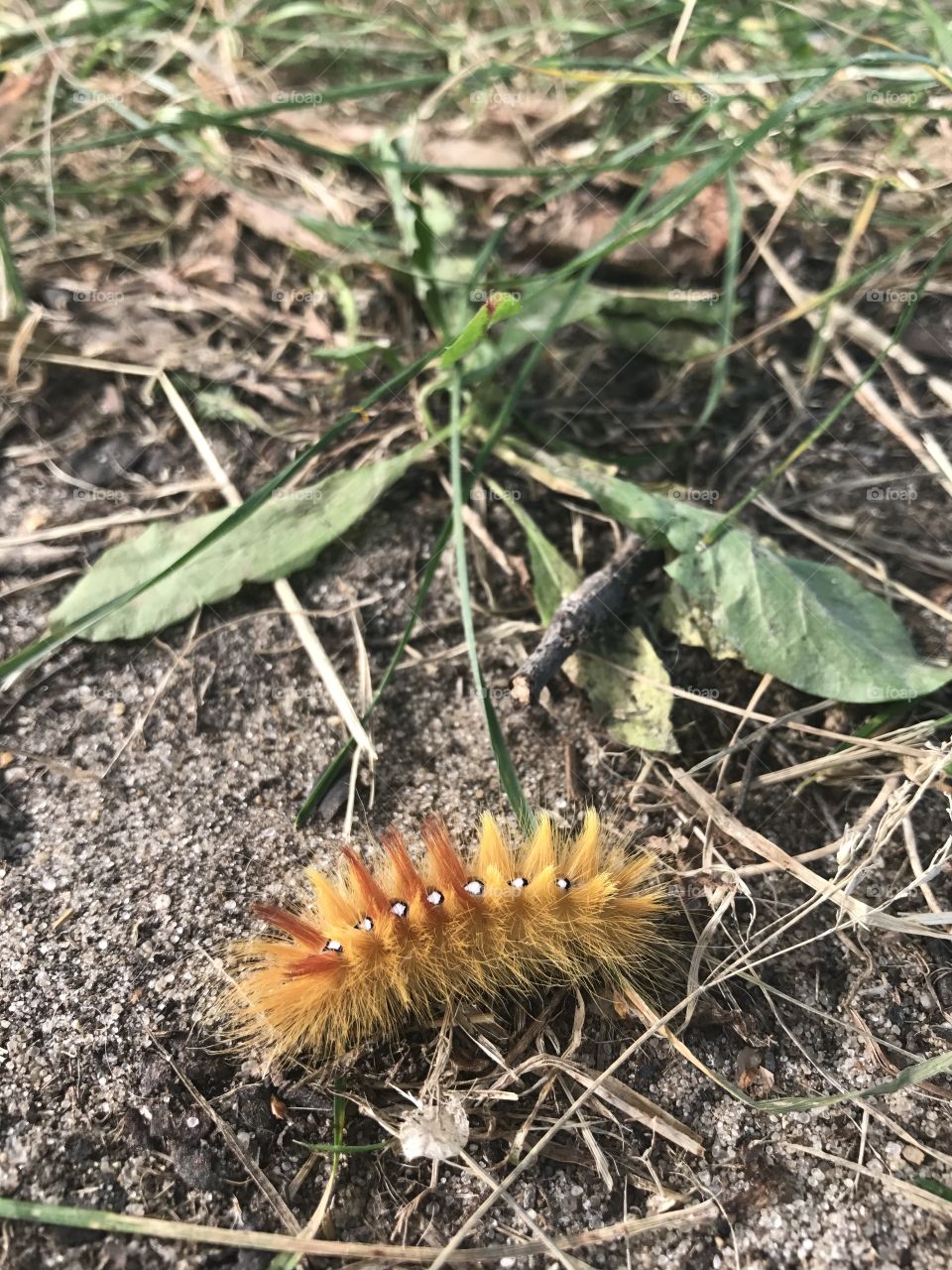 Bright caterpillar on the grass