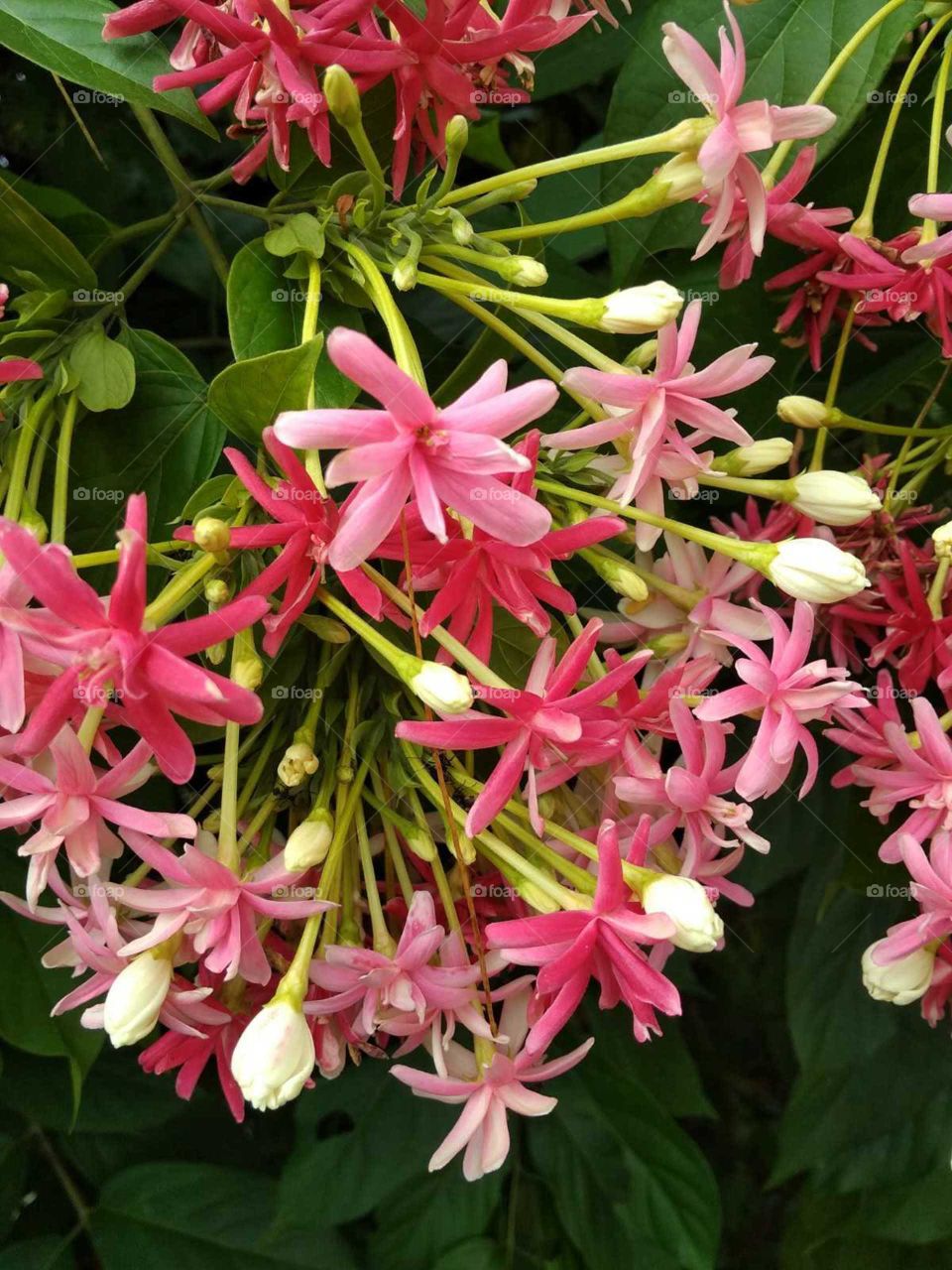 beautiful flower garden