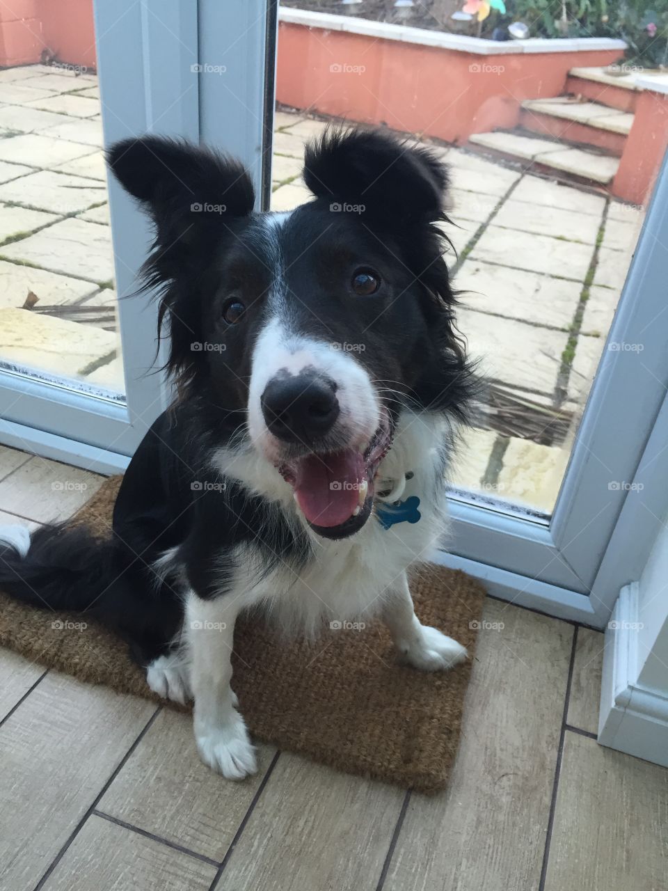 Black and white happy collie