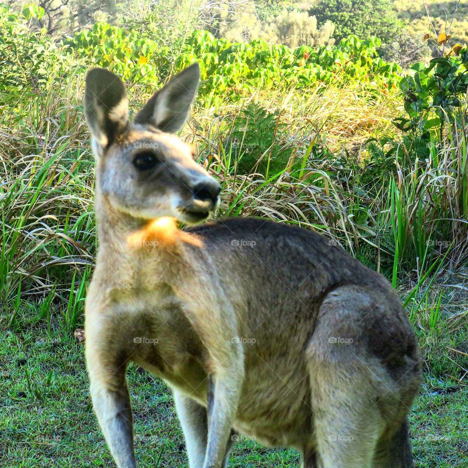 Kangaroo on Stradbroke Island