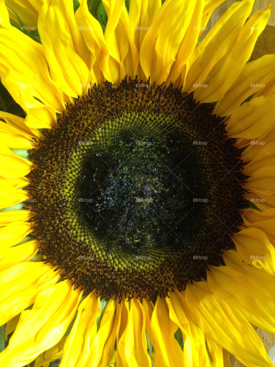 Close-up sunflower flower