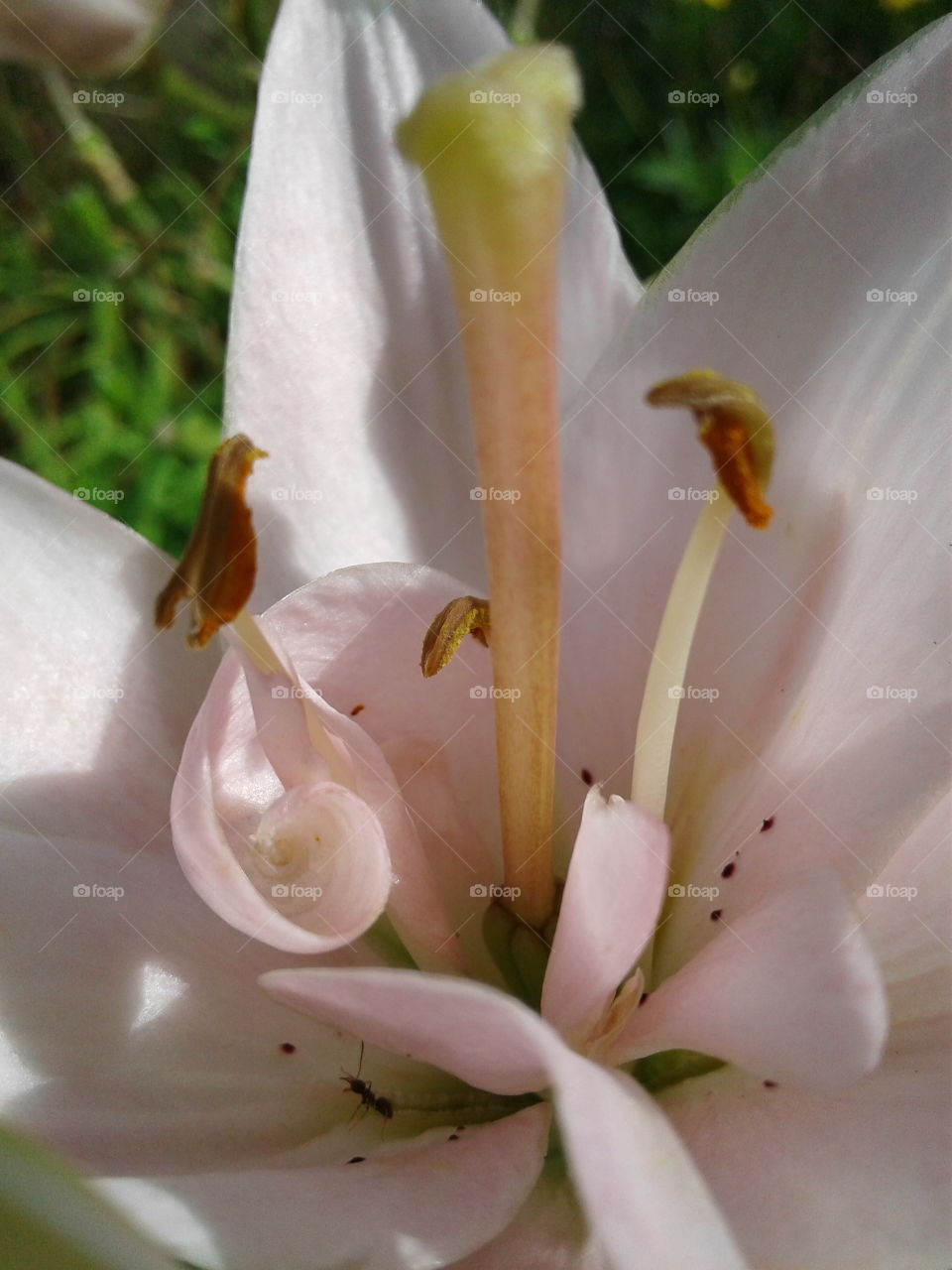 inner Lily, pale pink