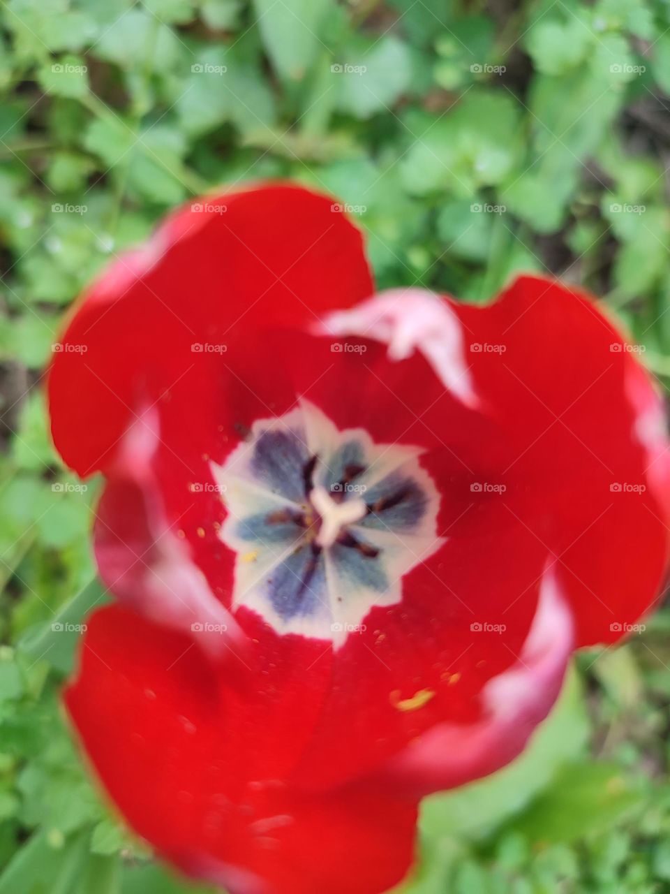 in a horticulture park